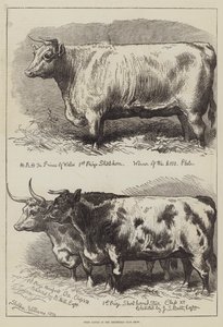 Prize Cattle at the Smithfield Club Show